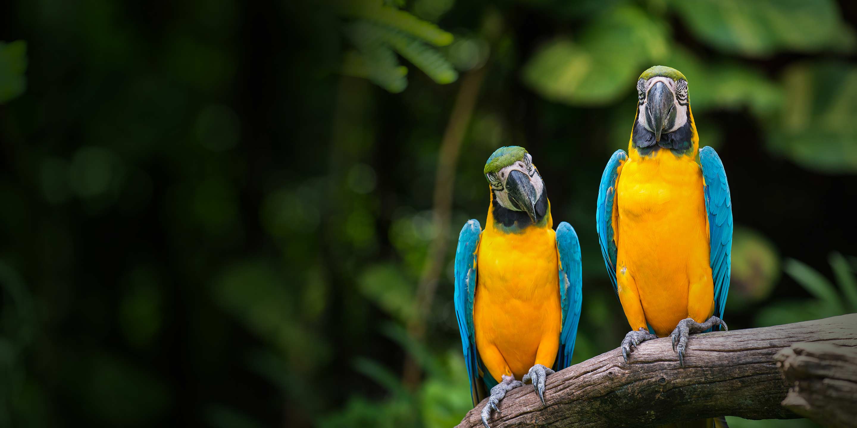 parrots-at-chester-zoo